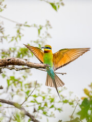 Blue tailed Bee eater 