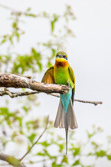Blue tailed Bee eater 