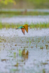 Blue tailed Bee eater 