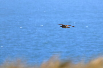 pacific gull