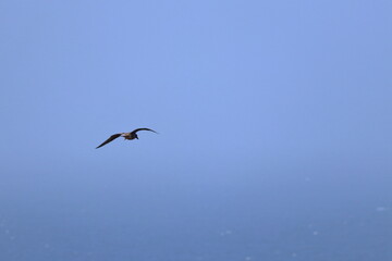 pacific gull