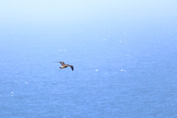 pacific gull