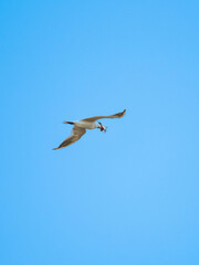 Beautiful bird
