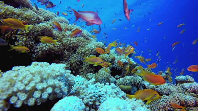 Tropical Fish and Coral Reef. Underwater tropical colourful soft-hard corals seascape. Underwater fish reef marine. Tropical colourful underwater seascape.