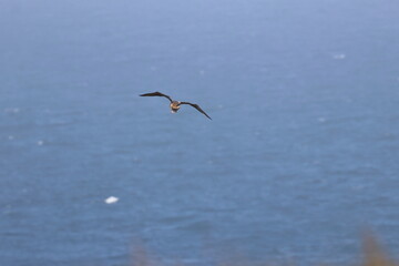 pacific gull