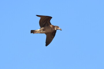 pacific gull