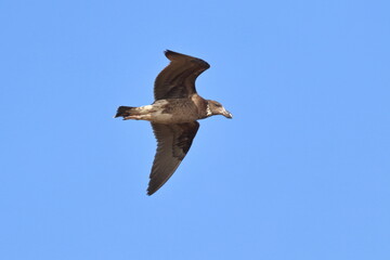 pacific gull