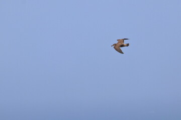 pacific gull