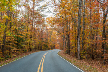 road in autumn forest