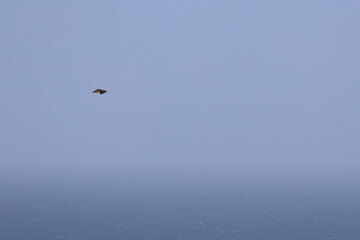 pacific gull