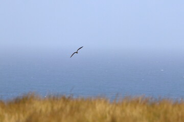 pacific gull