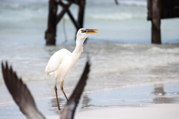 GREAT WHITE HERON ON THE BEACH OF HOLBOX, MEXICO