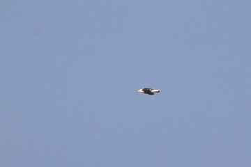 pacific gull
