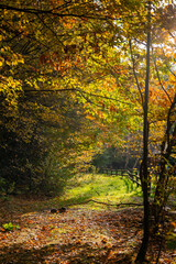 Beautiful view of a path in an autumn forest on a sunny day. Nature and colors of autumn. Selective focus