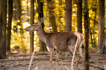 A beautiful young deer walks in the autumn forest on a sunny day.