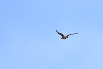 swamp harrier