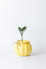 On a white background on the table there is a round ribbed soft yellow pot with a small green peace plant, oxygen release, zamioculcas plant green durable leaves office plant