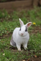Fototapeta premium グリーン背景のウサギのポートレート