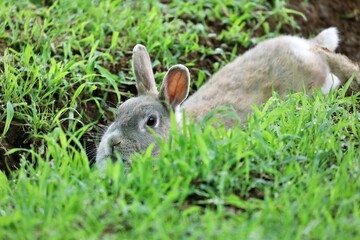 穴の中でうつ伏せで休むウサギ