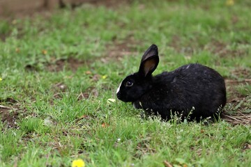 草の上にうずくまった横向きのウサギ