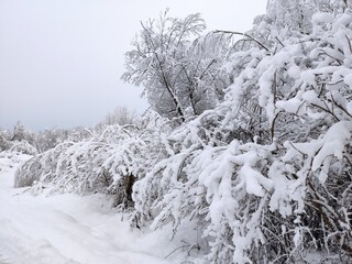 The wonderful colours of Winter