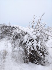The wonderful colours of Winter