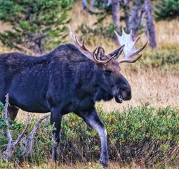 Laughing Bull Moose 
