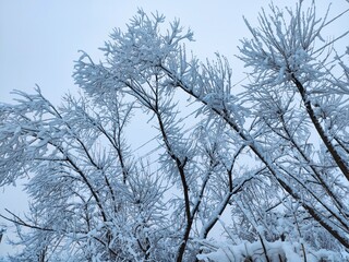 The wonderful colours of Winter