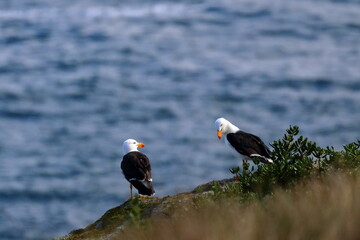 pacific gull