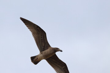 pacific gull