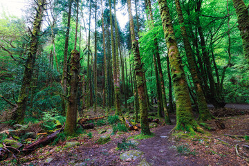 Obraz premium Fairytale Forest, views on the way to the Torc waterfall in Killarney National Park, Ireland