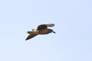 pacific gull