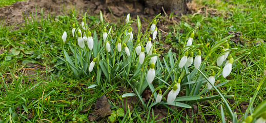 Pretty snowdrop flowers in the February sunshine
