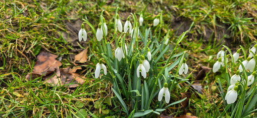 Pretty snowdrop flowers in the February sunshine