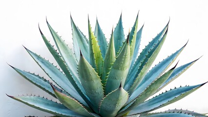 Blue Agave Plant Close-Up