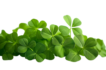 Clover isolated on white background, St. Patrick's Day symbol, full depth of field