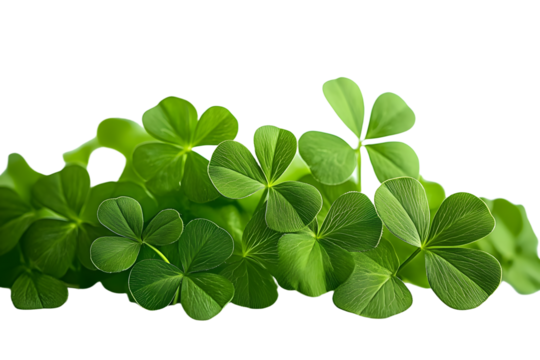 Clover isolated on white background, St. Patrick's Day symbol, full depth of field
