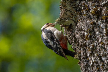 woodpecker on tree