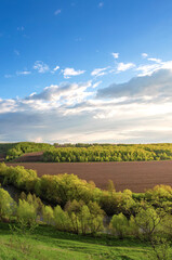 Fototapeta premium Lush green field with a blue sky in the background