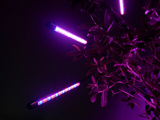 Growing potted olive tree under ultraviolet UV artificial lighting. Lighting of home plants...