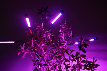 Growing potted olive tree under ultraviolet UV artificial lighting. Lighting of home plants...