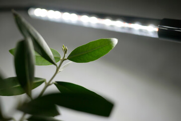Growing potted olive tree under natural artificial lighting. Lighting of home plants highlighted...