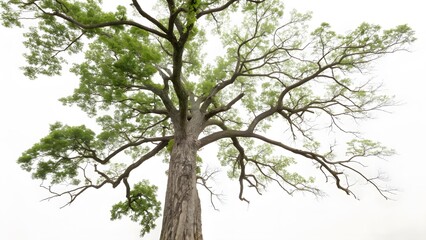 Fototapeta premium Low Angle View of a Large Tree Against a White Sky