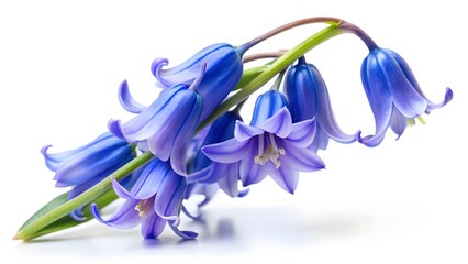Bluebells, Spring Flowers, Close-up