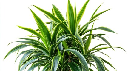Obraz premium Indoor plant. Dragon tree. Potted plant Dracaena draco isolated on white background