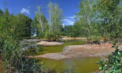 Dried-up lake with water in puddles and reed beds along the banks among a green forest during the dry summer period. Environmental problems as a consequence of global warming.