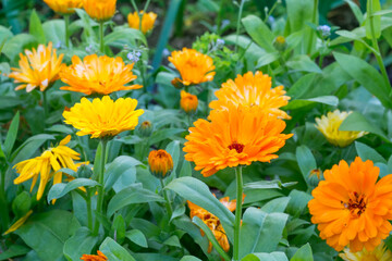 Nature, flowers and marigold with growth for sustainable gardening, environment and spring season. Outdoor, ecology and blossom with plants for cultivation, floral petals and leaves for horticulture