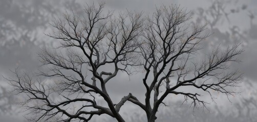 Obraz premium Leafless tree branches etched against a grey sky, sky, bare