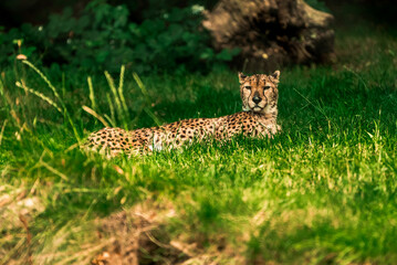 leopard in short grass