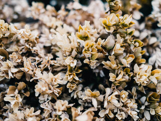 Plant leaves
